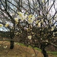 賃貸マンションをお探しのお客様。鹿児島では、ぽつぽつと、梅が咲いています！