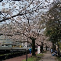 賃貸マンションからも徒歩圏内、鹿児島でもお花見スタート！！